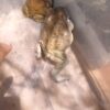 Where to buy Bufo Alvarius Toads For Sale (Colorado River Toads For Sale)