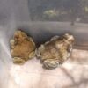 Bufo Alvarius Toads For Sale (Colorado River Toads For Sale)