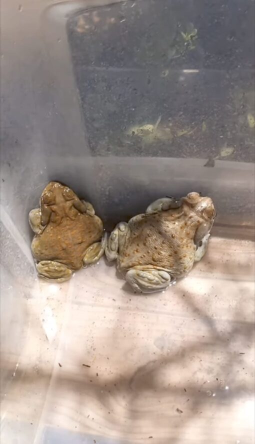 Bufo Alvarius Toads For Sale (Colorado River Toads For Sale)