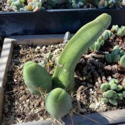 Trichocereus Bridgesii Monstrose Cactus Plant in pot (Penis Plant)