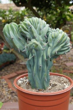 Trichocereus pachanoi - cristata (San Pedro) Mescaline Cactus