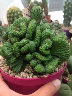 Trichocereus pachanoi - cristata (San Pedro) Mescaline Cactus for sale