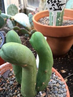Trichocereus Bridgesii Monstrose Cactus Plant in pot (Penis Plant) for sale